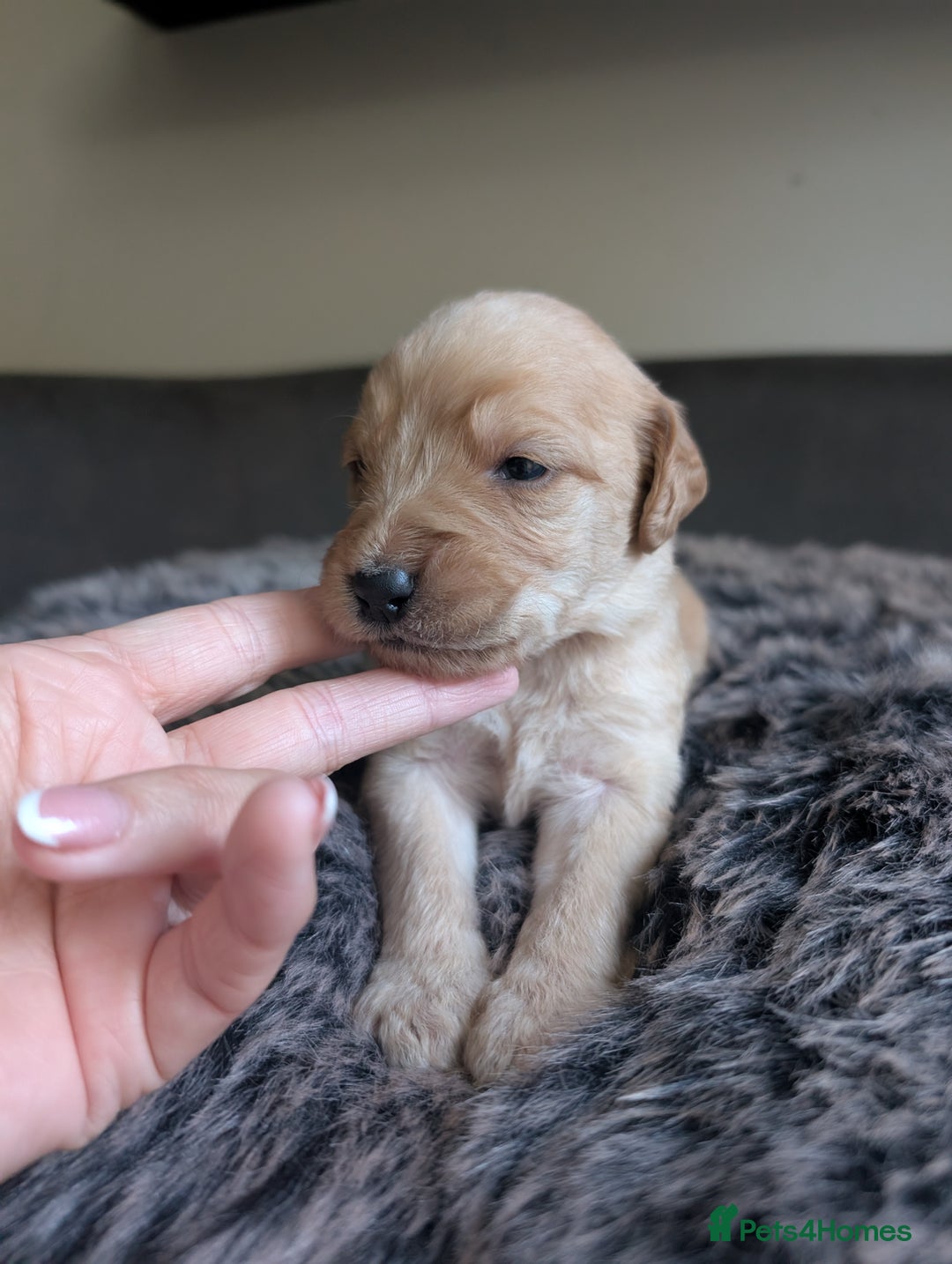 Labradoodle dogs for sale: F1 Labradoodle puppies  - Image 11