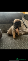 Frug dogs 3/4 frenchie 1/4 pug pups for sale - Advert 2