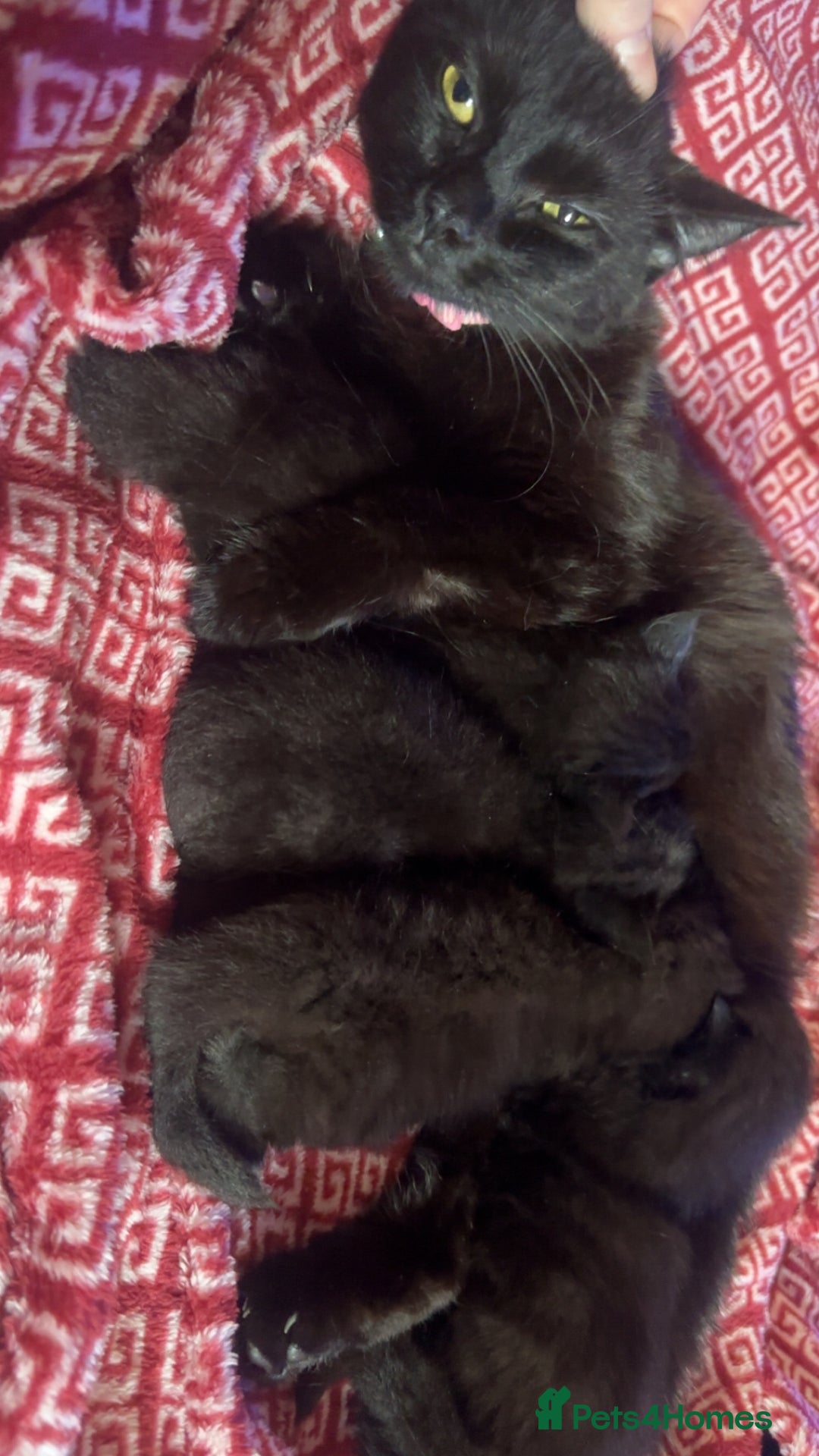 Mixed Breed cats for sale: Kittens  - Advert 6