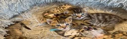 Bengal cats for sale: Half Bengal kittens - Advert 7