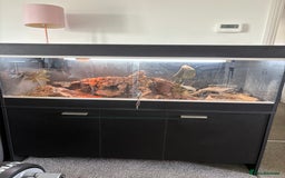 Bearded Dragon reptiles for sale: Bearded dragon and full set up - Image 2