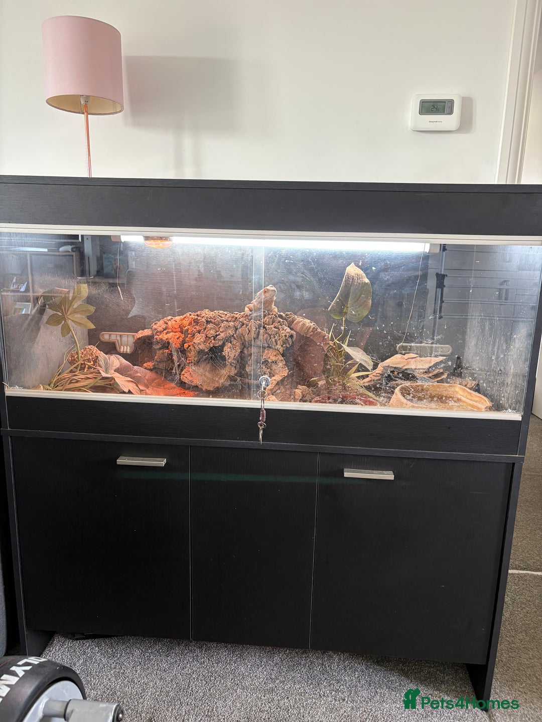 Bearded Dragon reptiles for sale: Bearded dragon and full set up - Image 2