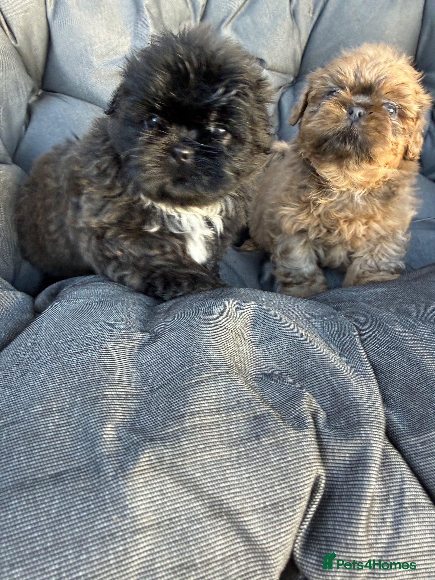 Shih Tzu dogs Stunning imperial Shihtzu BOYS Kc registered  - Advert 2