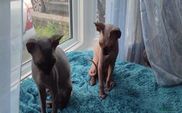 Sphynx cats for sale: sphynx kittens - Image 7