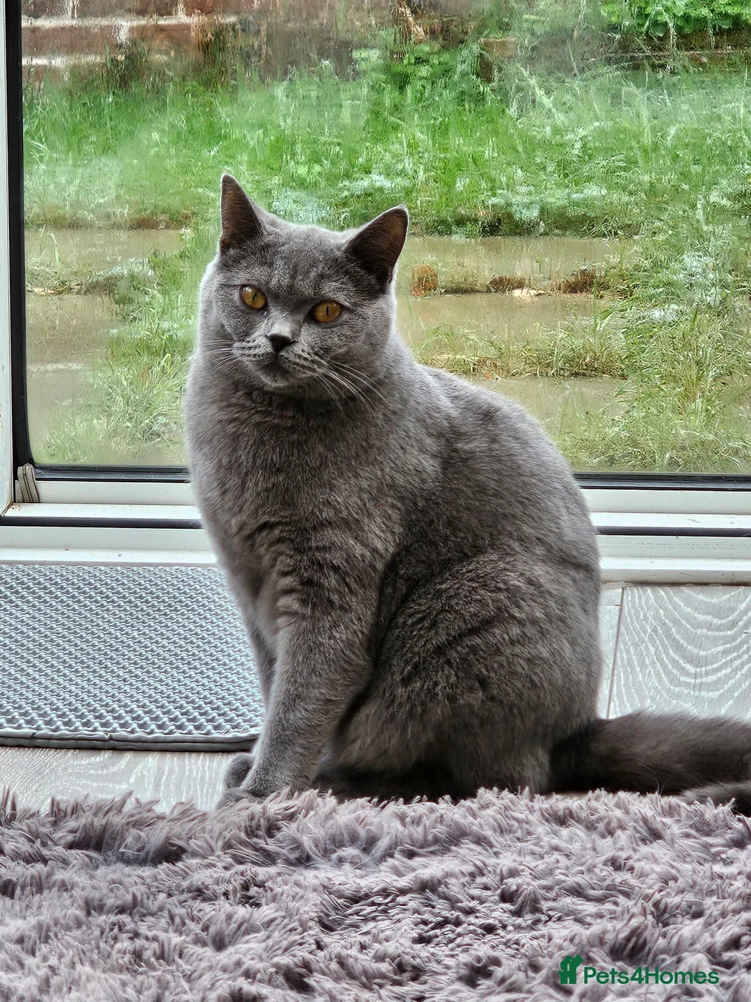 British Shorthair cats for sale: Beautiful BSH FEMALE FOR SLAE ❤️ - Advert 4