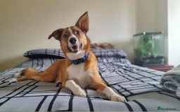 Welsh Collie dogs for sale: 4 year old male Welsh collie - Image 3