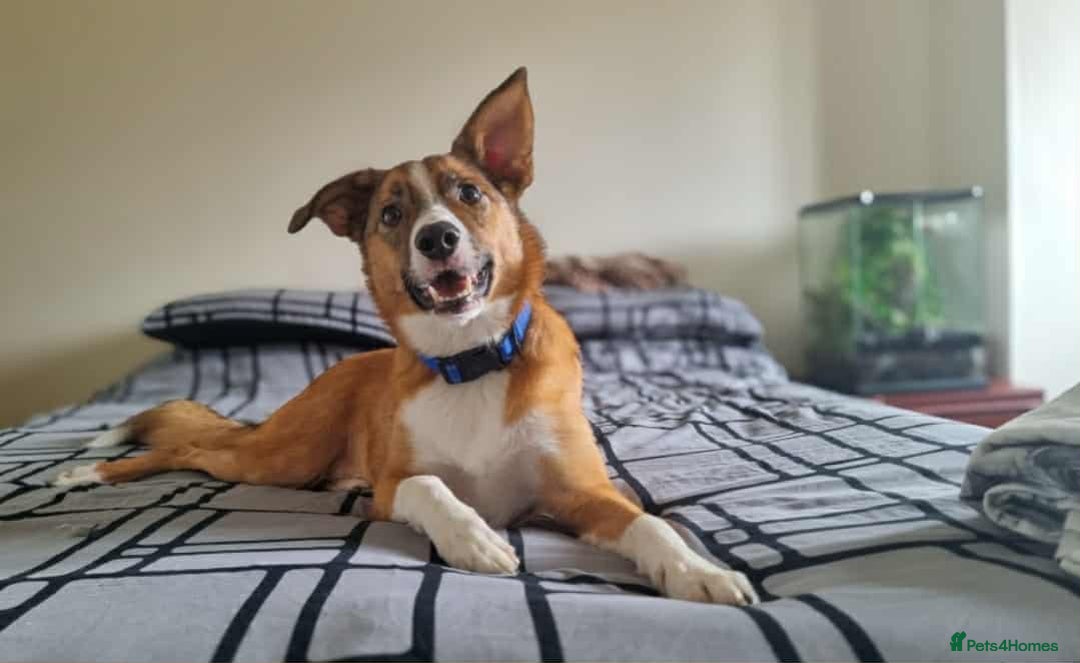 Welsh Collie dogs for sale: 4 year old male Welsh collie - Image 3