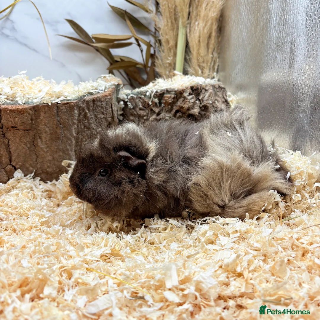 Guinea Pig rodents for sale: Multiple Baby Boy Guinea Pigs for sale  - Advert 10