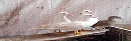 Ducks poultry for sale: 5x Beautiful Young Mandarin Ducks  - Advert 3