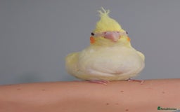 Cockatiels birds for sale: Hand reared silly tame DNA sexed baby cockatiels  - Image 37