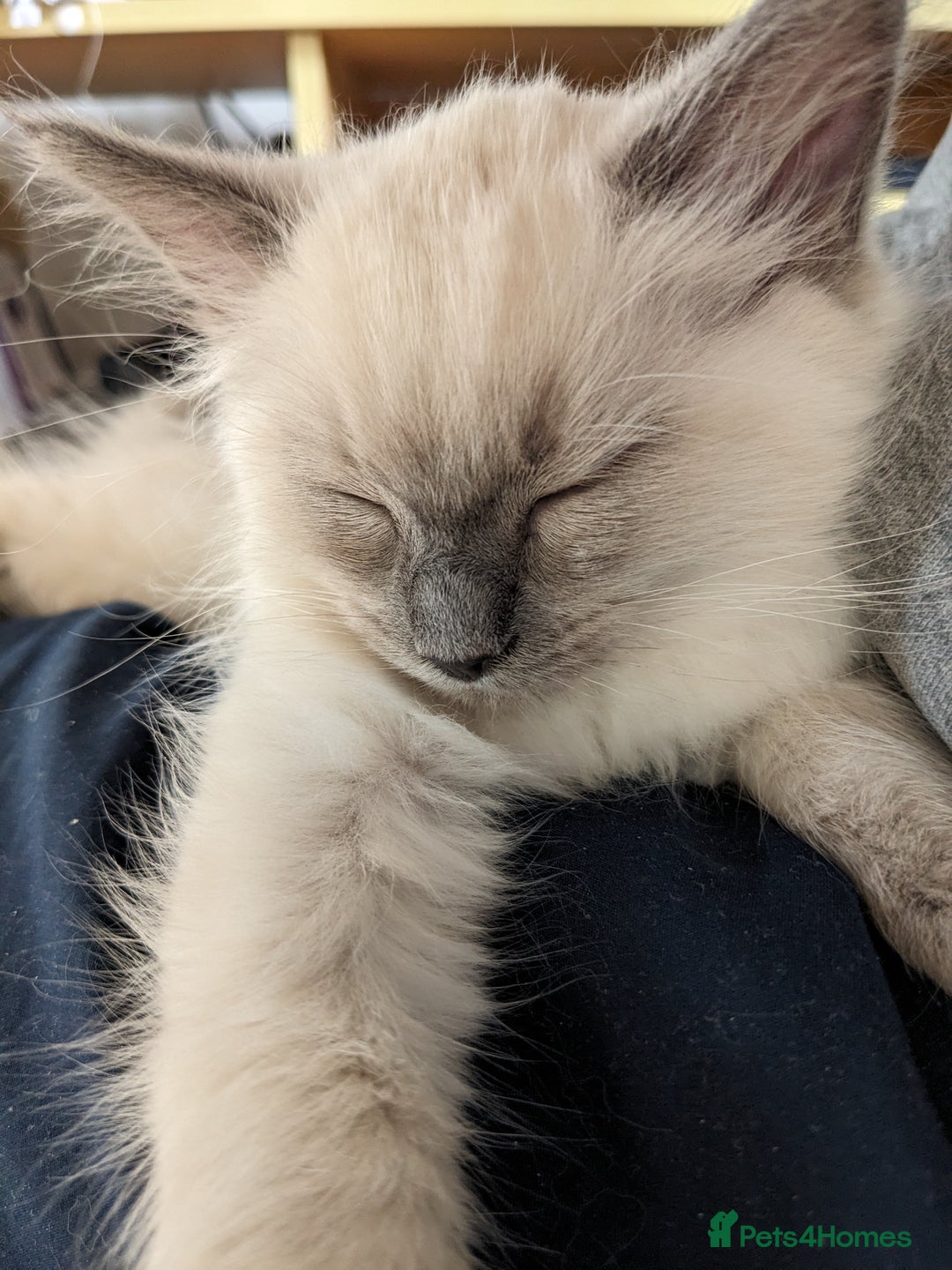 Ragdoll cats for sale: Blue point purebred ragdoll girl  - Image 11