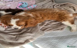 Cavalier King Charles Spaniel dogs for sale: KC Cavalier King Charles spaniel puppies - Image 15