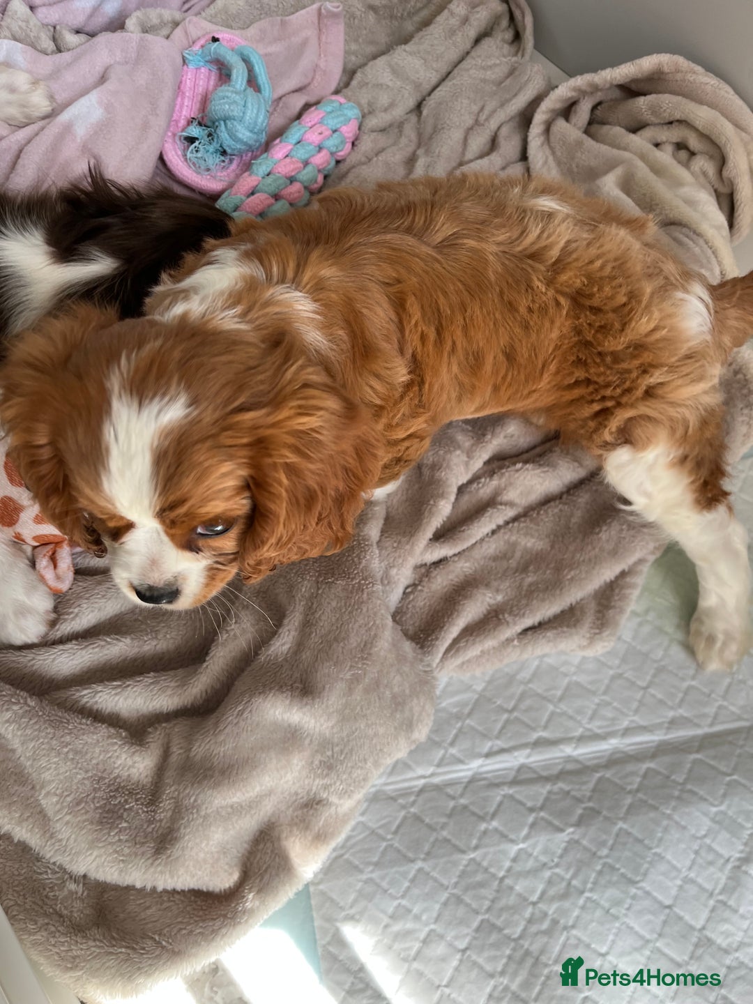 Cavalier King Charles Spaniel dogs for sale: KC Cavalier King Charles spaniel puppies - Image 15