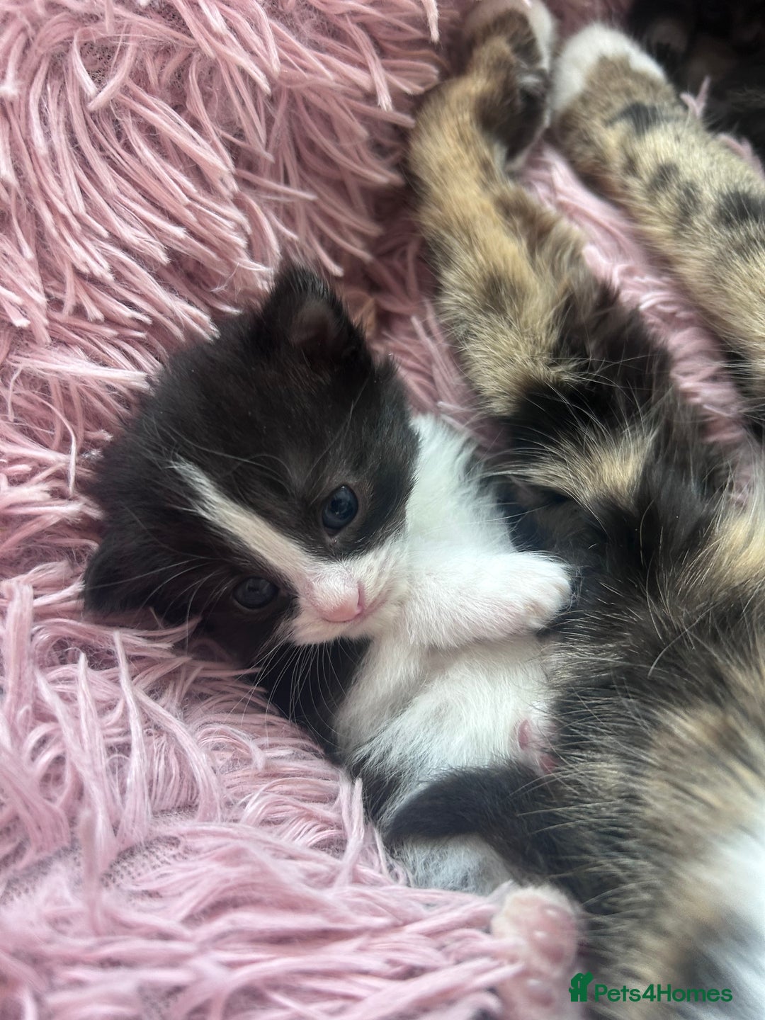 Bengal cats for sale: Bengal mixed kittens  - Image 11