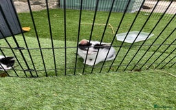 Mixed Breed cats for sale: Lovely kittens  - Image 6