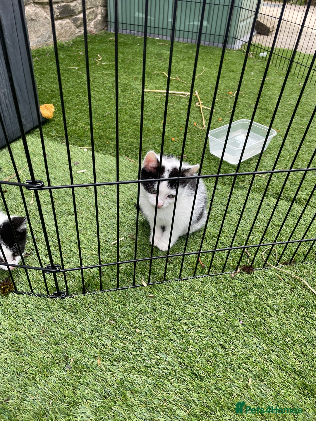 Mixed Breed cats for sale: Lovely kittens  - Image 6
