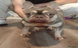 French Bulldog dogs for sale: 😍 Gorgeous Frenchie 😍 - Advert 1