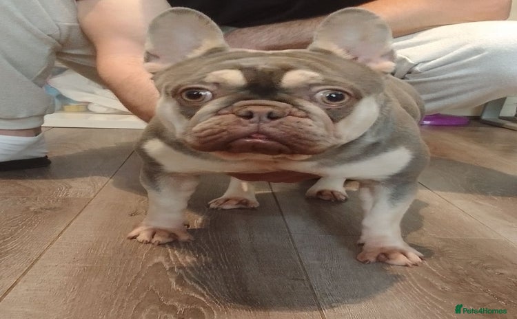 French Bulldog dogs 😍 Gorgeous Frenchie 😍 - Advert 1