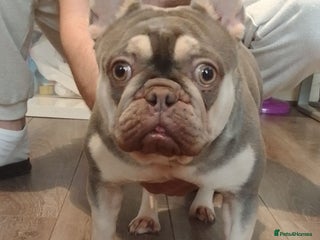 French Bulldog dogs 😍 Gorgeous Frenchie 😍 - Advert 1