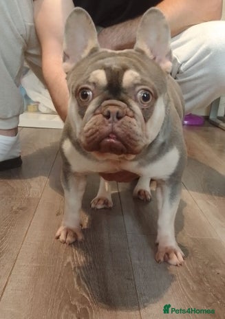French Bulldog dogs 😍 Gorgeous Frenchie 😍 - Advert 1