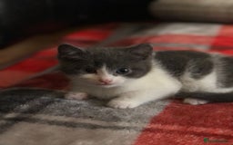 Domestic Shorthair cats for sale: 5 adorable mixed kittens, Russian Blue & Shorthair - Advert 22