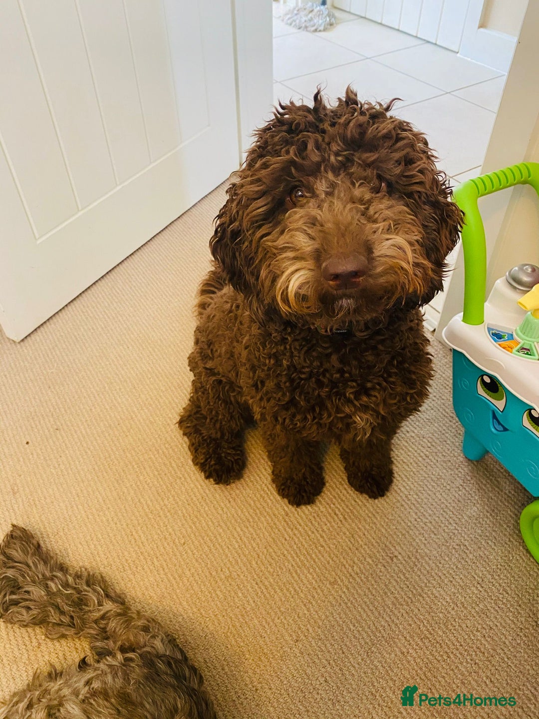 Australian Labradoodle dogs for sale: Australian Labradoodles Puppies - Advert 3