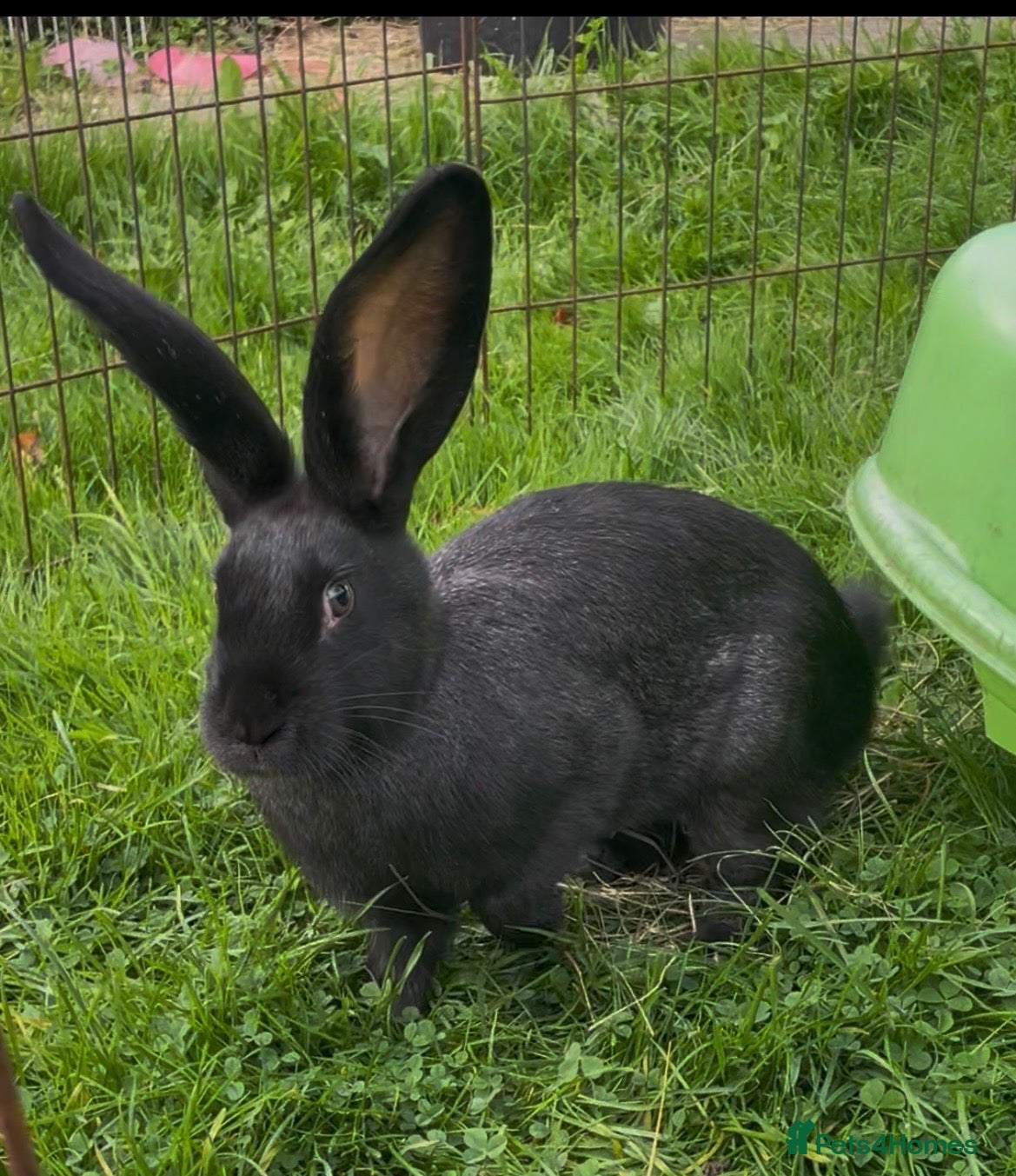Continental Giant rabbits Beautiful pure bred continental giants - Advert 1