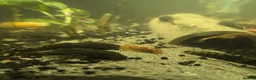 Plecos fish for sale: Baby bristlenose pleco's for sale! in Coalville - Advert 7