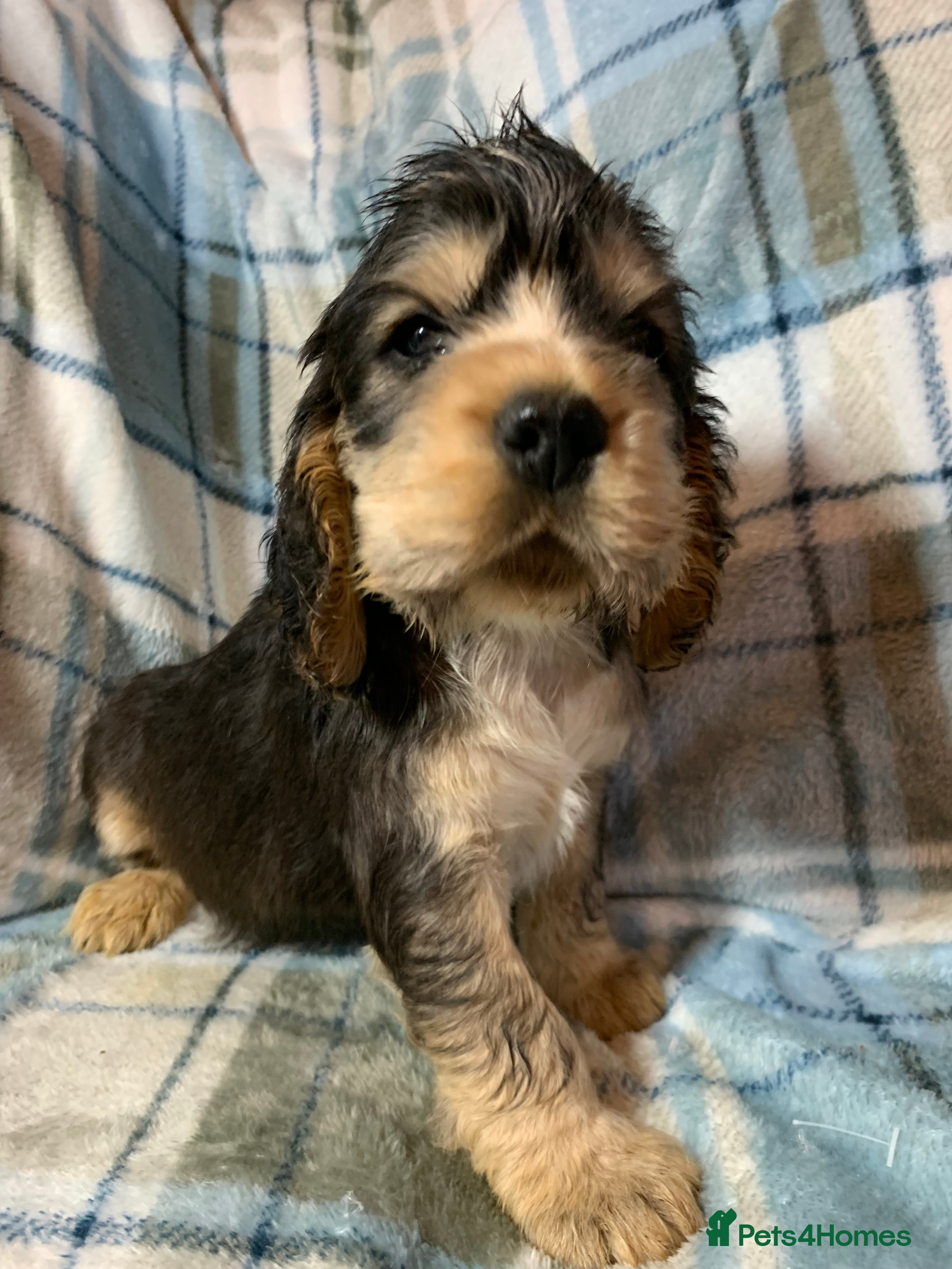 Cocker Spaniel dogs Show type cocker spaniel puppy’s PRA Clear  - Advert 8