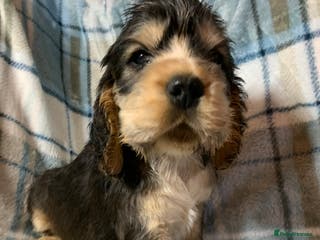Cocker Spaniel dogs Show type cocker spaniel puppy’s PRA Clear - Advert 8