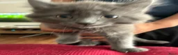 Mixed Breed cats for sale: 4 beautiful kittens ready for their new homes - Advert 9
