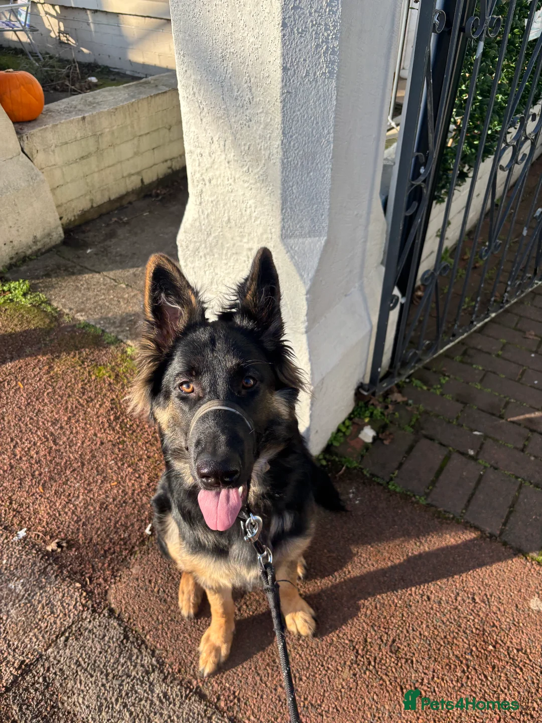 German Shepherd dogs for adoption: German Shepard (loving, kind, gentle) - Advert 2