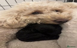 Cockapoo dogs for sale: 7 F1b Cockapoos  - Image 7