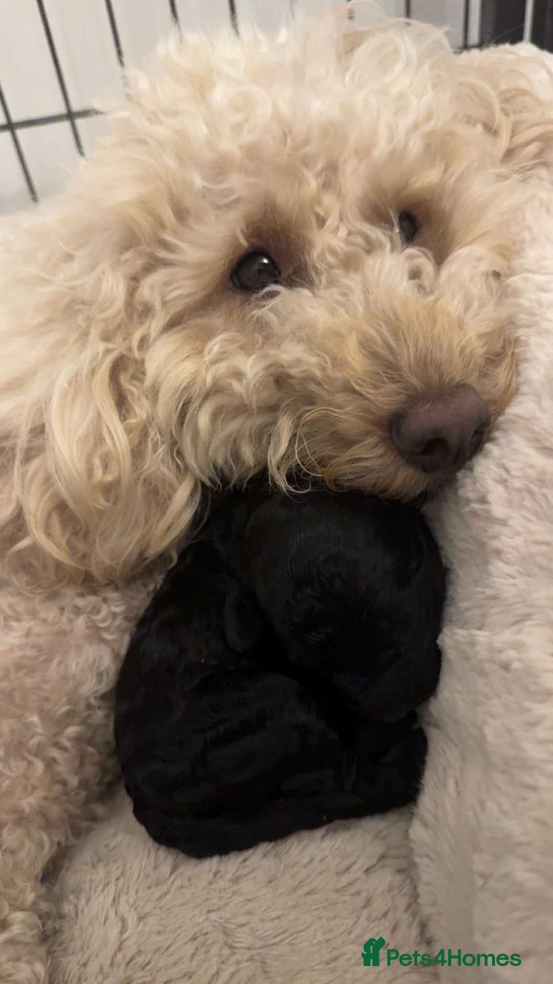 Cockapoo dogs for sale: 7 F1b Cockapoos  - Image 7
