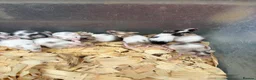 Mouse rodents for sale: Fancy mice for sale  - Advert 6