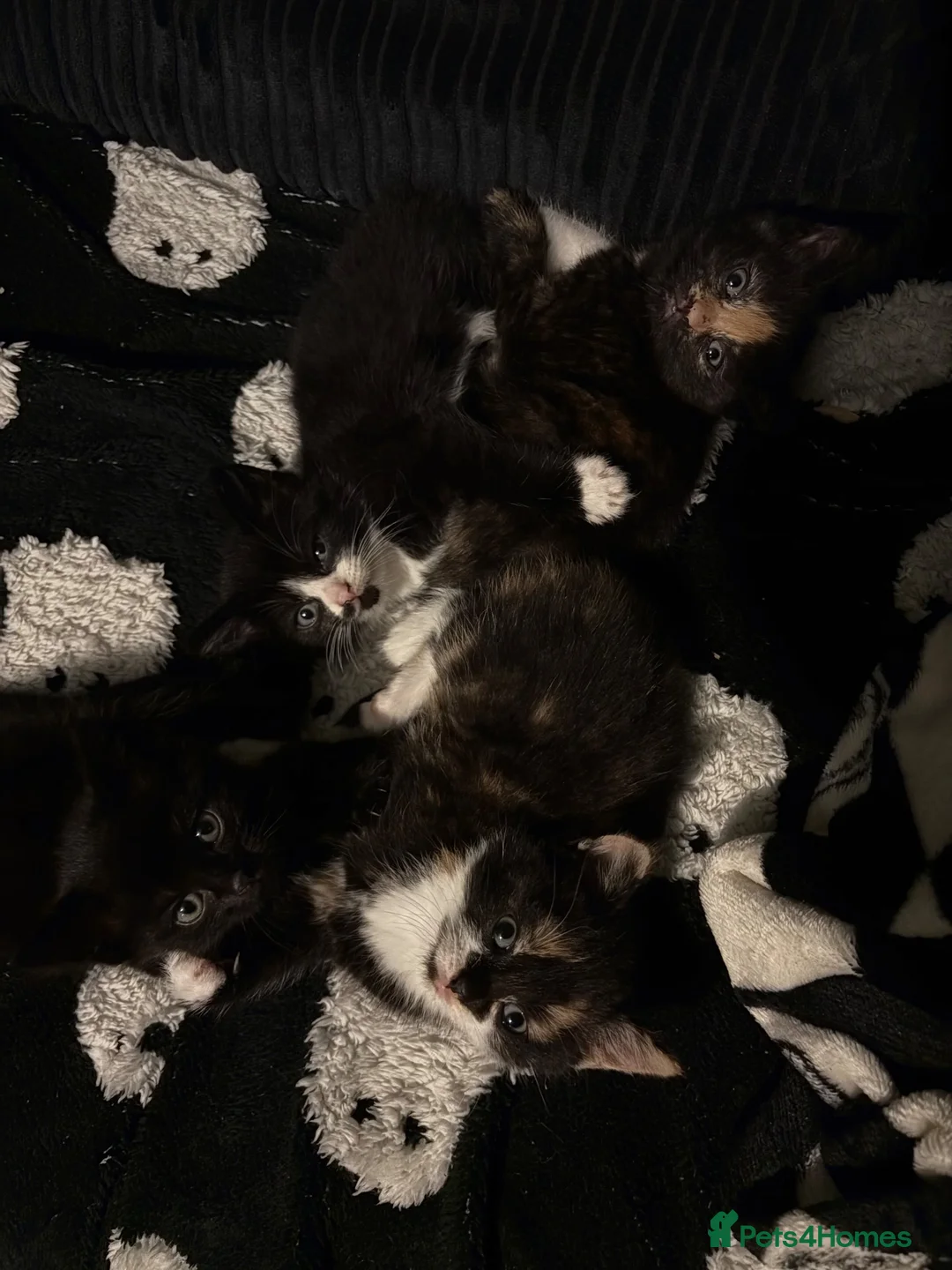 British Shorthair cats for sale: BSH KITTENS - Advert 2