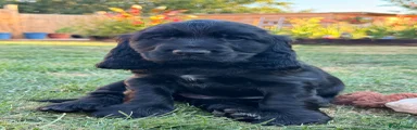 Cocker Spaniel 8