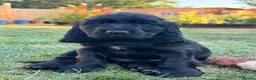 Cocker Spaniel dogs for sale: Outstanding KC Show cocker spaniel puppies - Advert 21