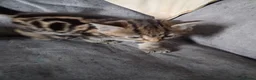 Mixed Breed cats for sale: 3 beautiful female kittens - Advert 4