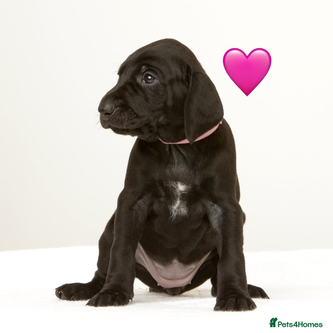 German Shorthaired Pointer dogs for sale: Stunning litter of German Shorthaired Pointers - Advert 5