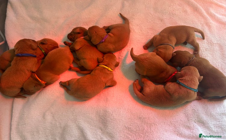 Labrador Retriever dogs - Advert 7