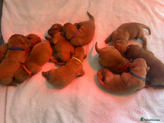 Labrador Retriever dogs - Advert 8