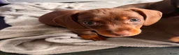 Dachshund dogs for sale: Dachshund Puppies!  - Advert 6