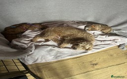 Cavapoo dogs for sale:  ⭐️2 boys left⭐️ - Image 7