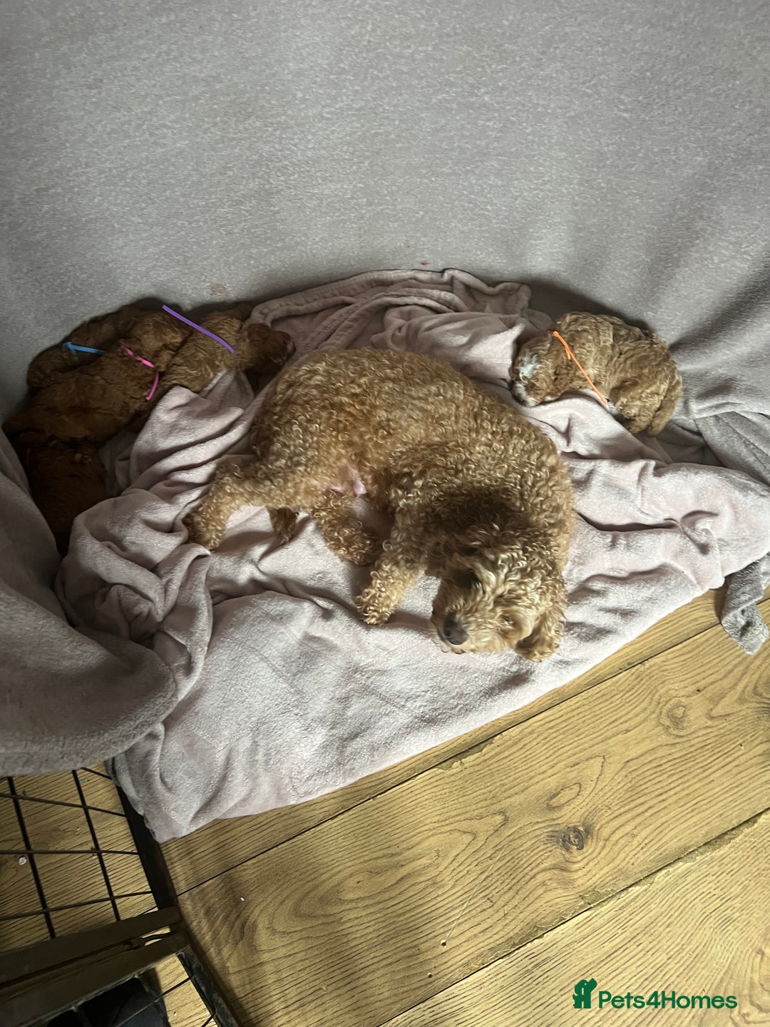 Cavapoo dogs for sale:  ⭐️2 boys left⭐️ - Image 7
