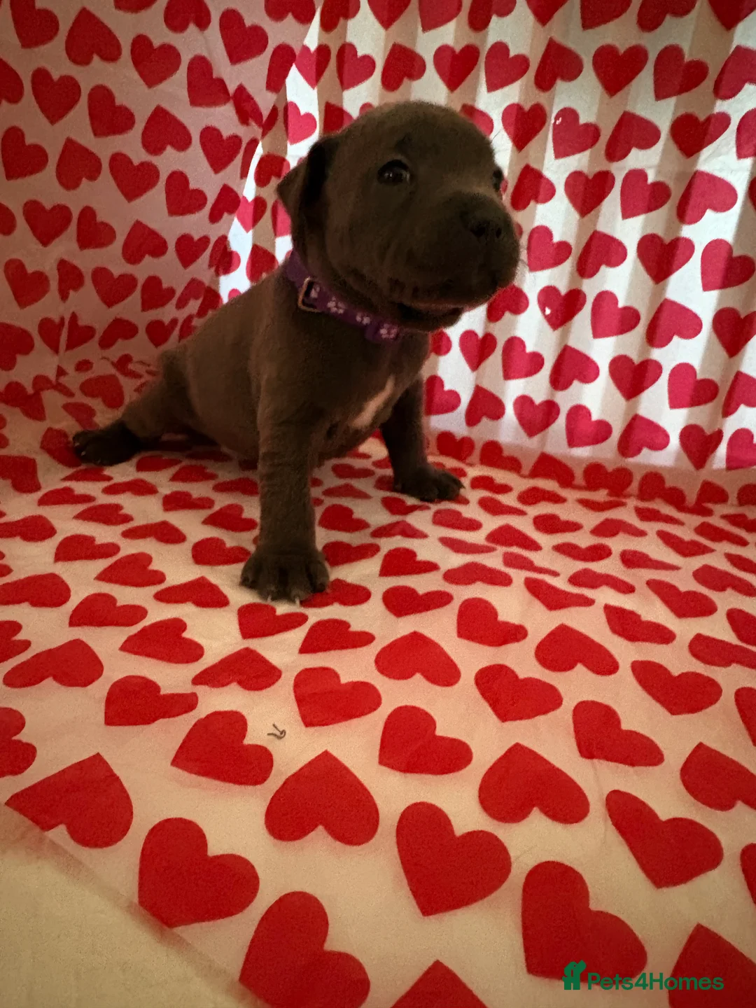 Staffordshire Bull Terrier dogs for sale: Blue staffy puppies, kent - Advert 13