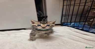 Bengal cats - Advert 12