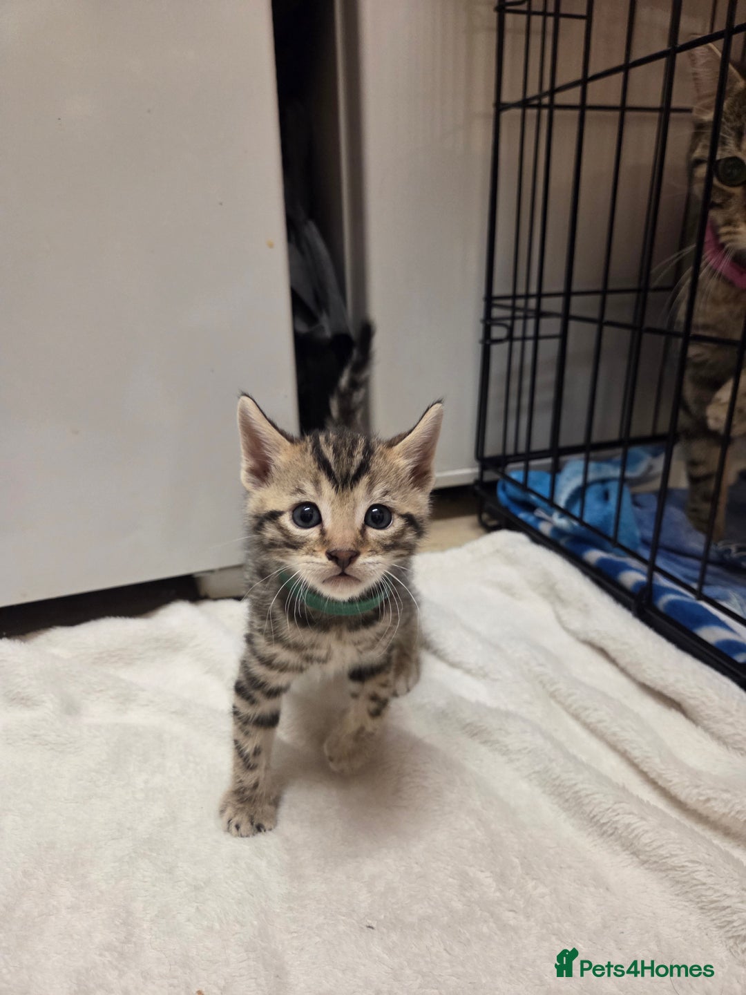 Bengal cats for sale: Beautiful 1/2 bengal kittens - Image 3
