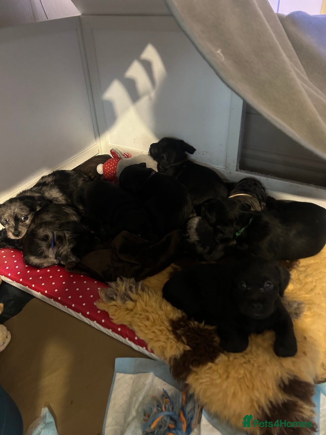 Mixed Breed dogs for sale: Puppies  - Image 4