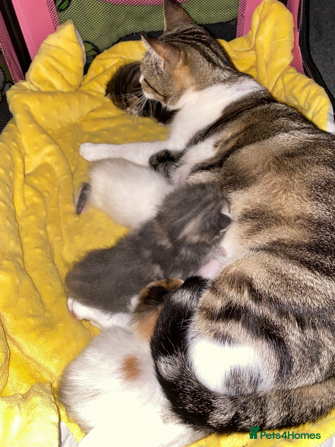 American Shorthair cats for sale: Mix colour litter girls and boys very docile  - Advert 11